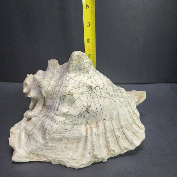 Queen Conch Shell Pink Large 7'' Decorative Seashell Nautical Display - Picture 10 of 11